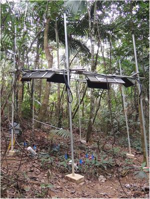 Photosynthetic and Respiratory Acclimation of Understory Shrubs in Response to in situ Experimental Warming of a Wet Tropical Forest